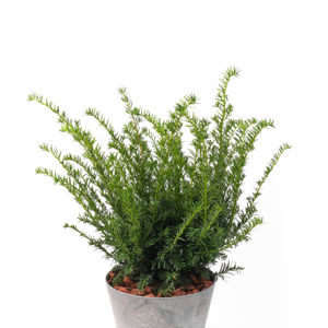 Picture of Taxus